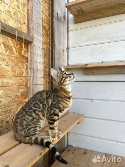 Бенгальская кошка