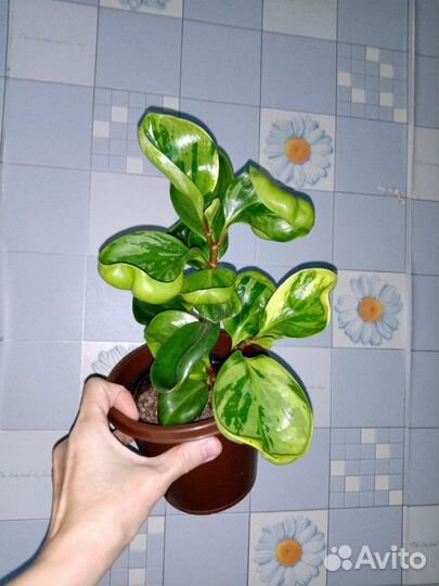 Пепперомия вар.
