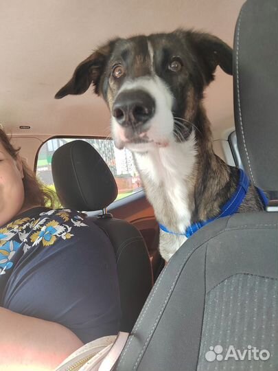 Выгульщик/зооняня р-н Новокуркино.Зоотакси