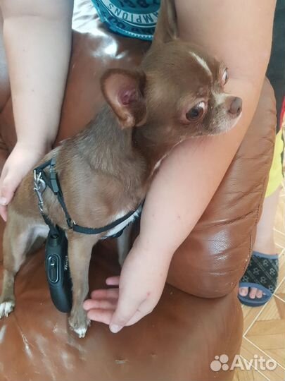 Вязка чихуахуа