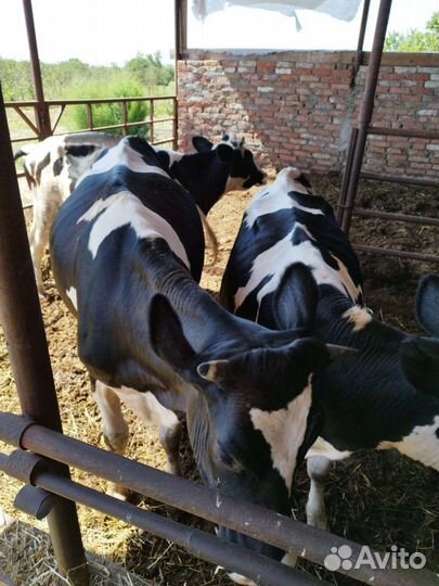 Коровы и телки стельные