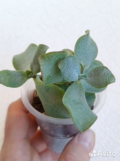 Крассула арборесценс