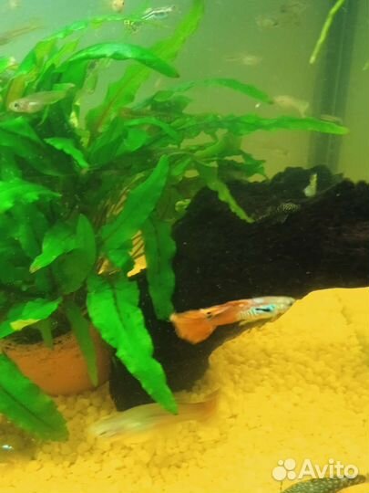 Аквариумные рыбки гуппи