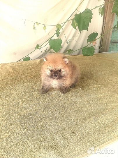 Супер мини мишуточка