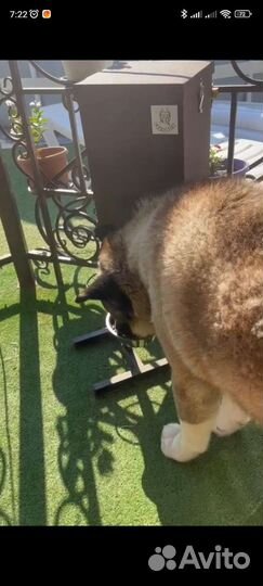 Кормушка для собак автоматическая 2 вывода