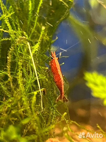 Креветки вишня