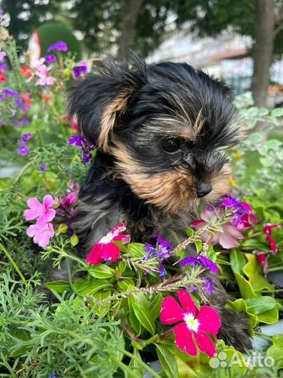 Йоркширский терьер