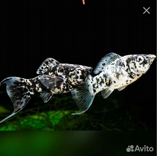 Сомы-анциструс, коралл, моллинезии, кокосовый грот