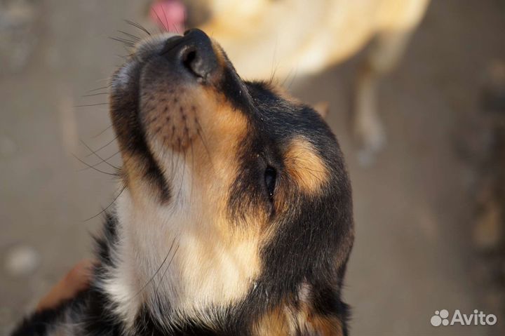 Маленькая собака