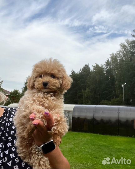 Мальтипу ф2