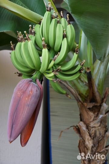 Банан комнатный