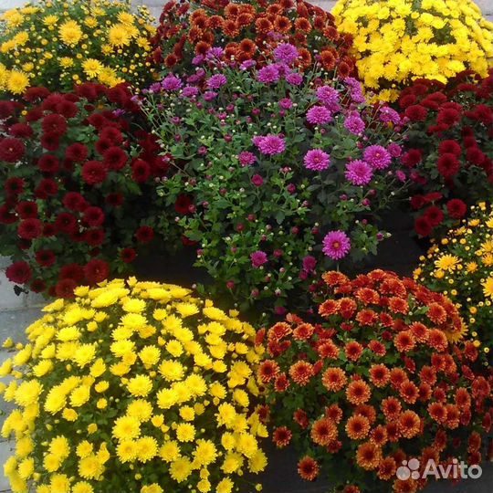 Хризантемы мультифлора