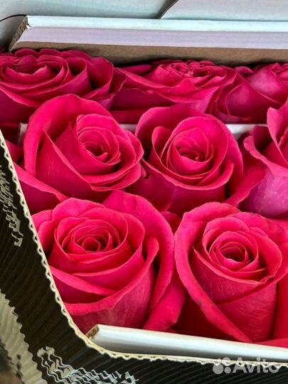 Роза Эквадор Опт