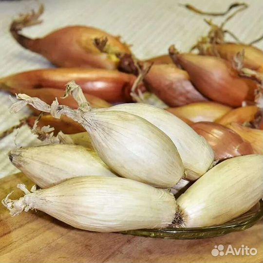 Лук-Шалот Зебруне и Белая Королева, Квочка