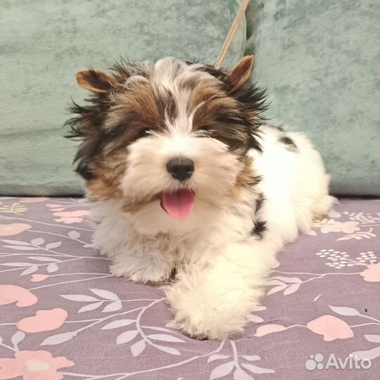 Красивый щенок