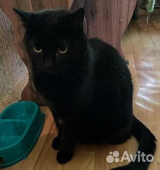 Багира добрая и ласковая кошка