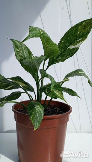 Комнатные растения Спатифиллум