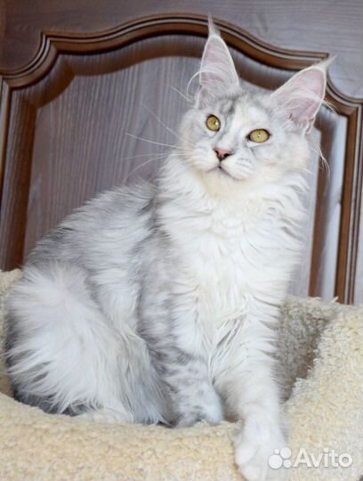 Полидактная серебряная девочка мейн кун