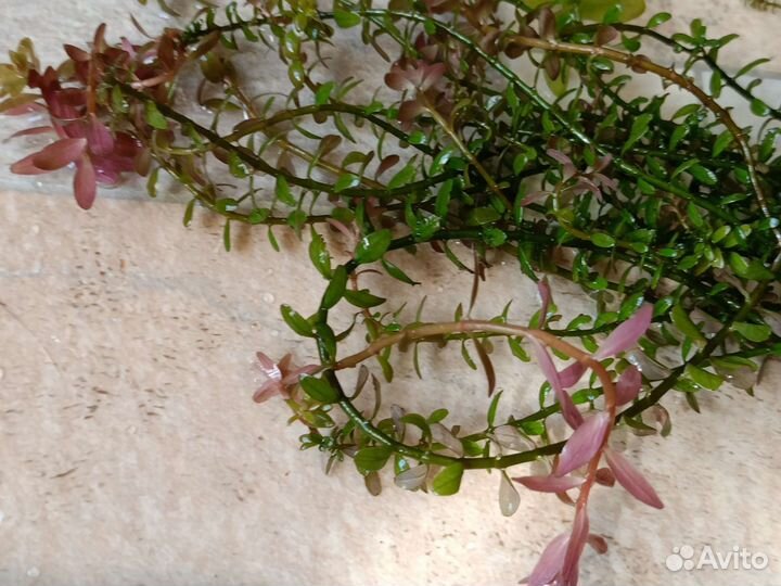 Аквариумные растения прополка(за всё)