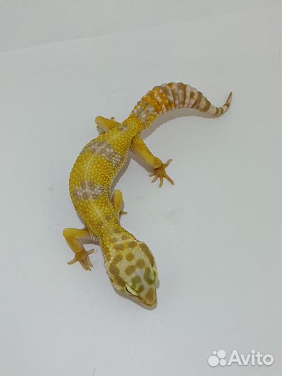 Пятнистый эублефар (леопардовый геккон)