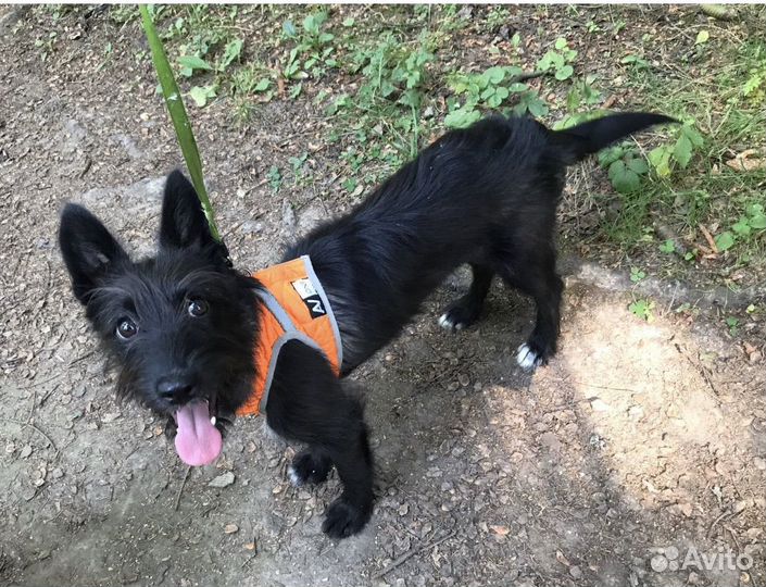 Собака маленькая в добрые руки бесплатно