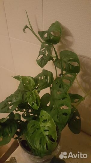 Монстера Манки Комнатное растение