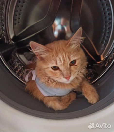 Кошка в дар бесплатно