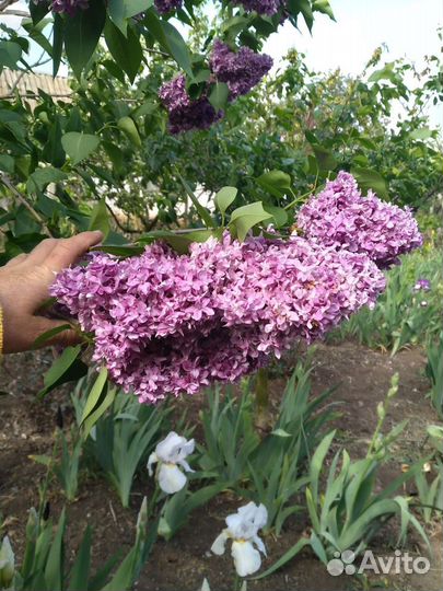 Сирень сортовая