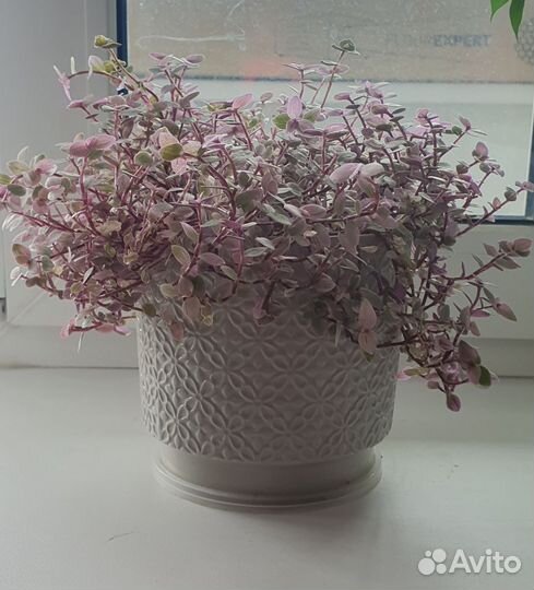 Каллизия