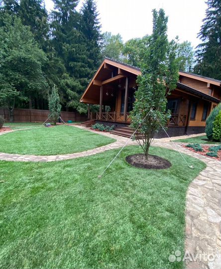 Рулонный газон / качество