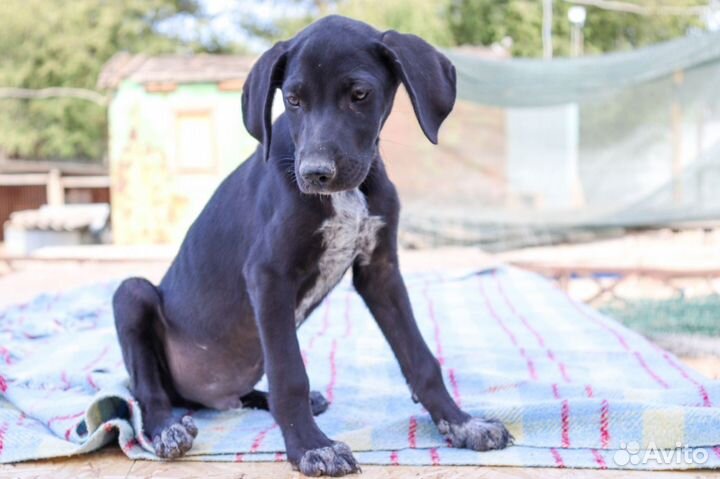 Хамер в дар