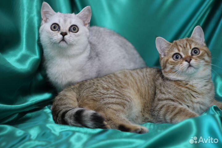 Британская серебристая и золотая шиншилла