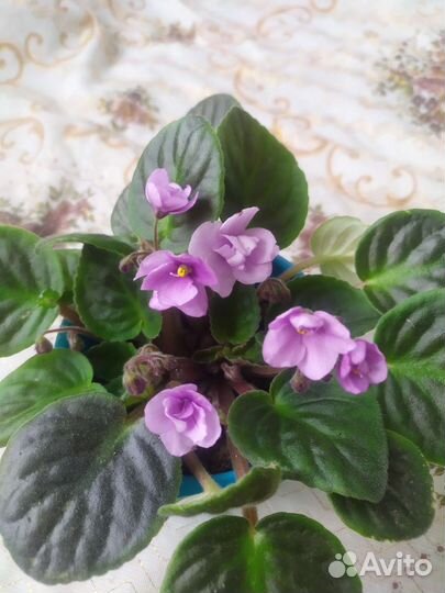 Сортовая фиалка (5 сортов)