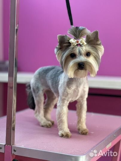 Стрижка собак и кошек. Грумер