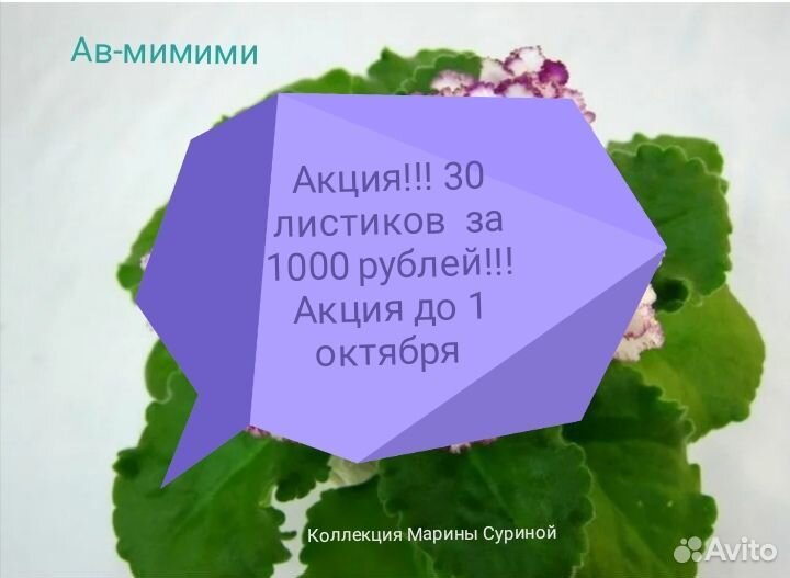Фиалки