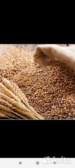 Пшеница