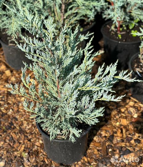 Можжевельник скальный