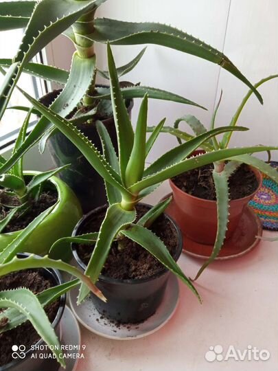 Комнатные цветы алоэ