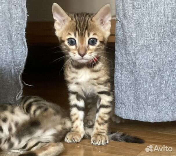 Бенгальский котенок девочка