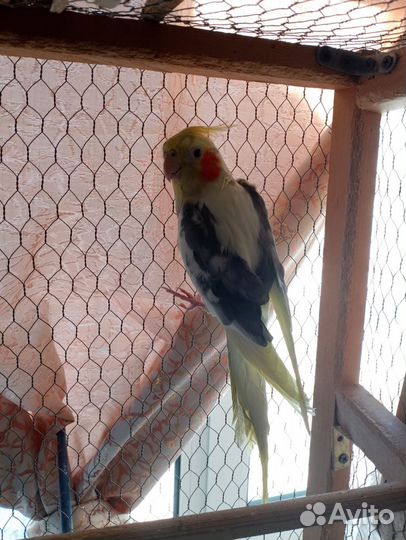 Попугай корелла