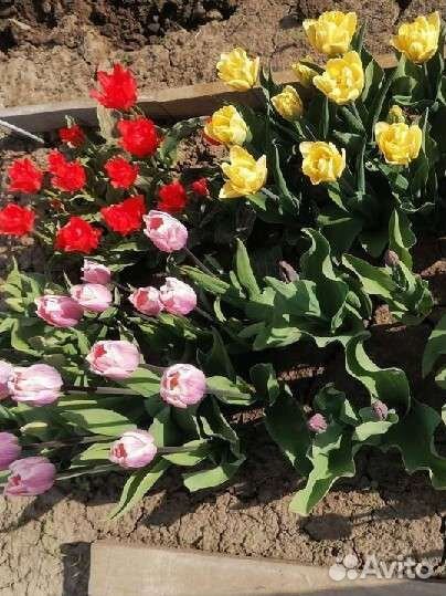 Тюльпаны, луковицы