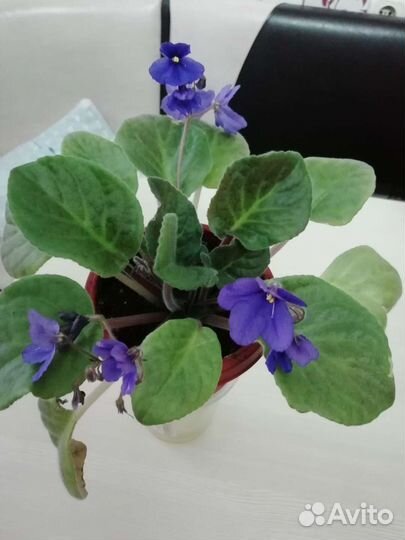 Комнатные цветы