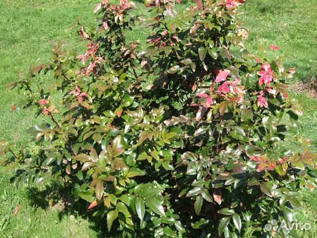 Магония падуболистная