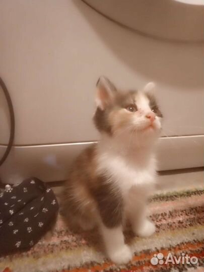 Кошки в добрые руки бесплатно