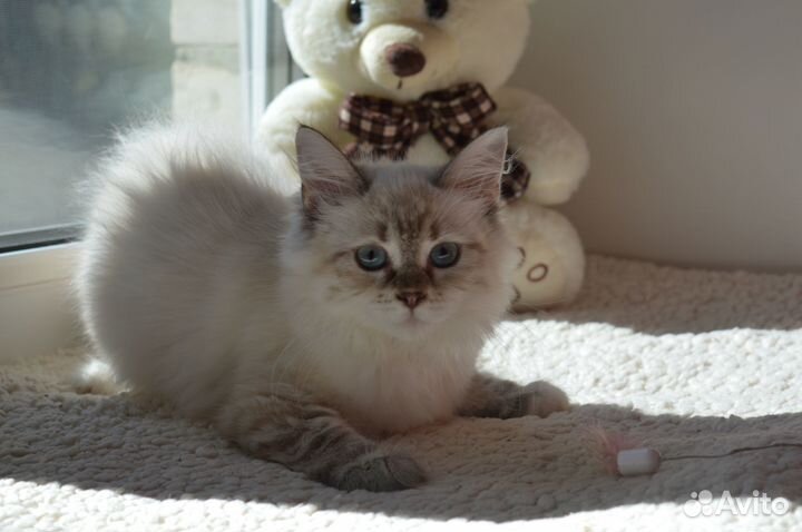 Невская малышка