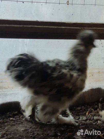 Петушки китайские шелковые