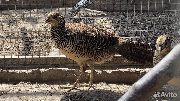 Фазан золотой,королевский,серебрян,алмазный,павлин