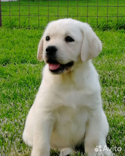 Щенки лабрадора