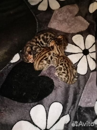 Бенгальский кот вязка