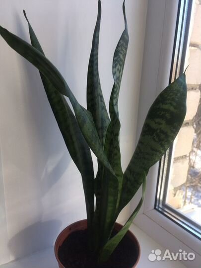 Сансевиерия